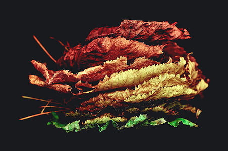 Closeup, Foto, getrocknet, Blätter, Natur, bunte, Farben