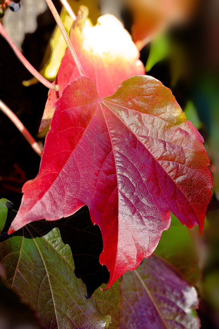 винен партньор, Есен, червен, листа, Есенни листи, оцветяване, Vitis vinifera
