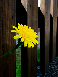 dandelion, yellow flower, spring, blossom, bloom, plant, nature