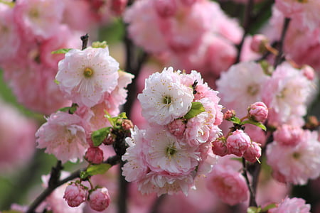 цветок, дерево, Блоссом, цветение, Цветочные, розовый, Природа