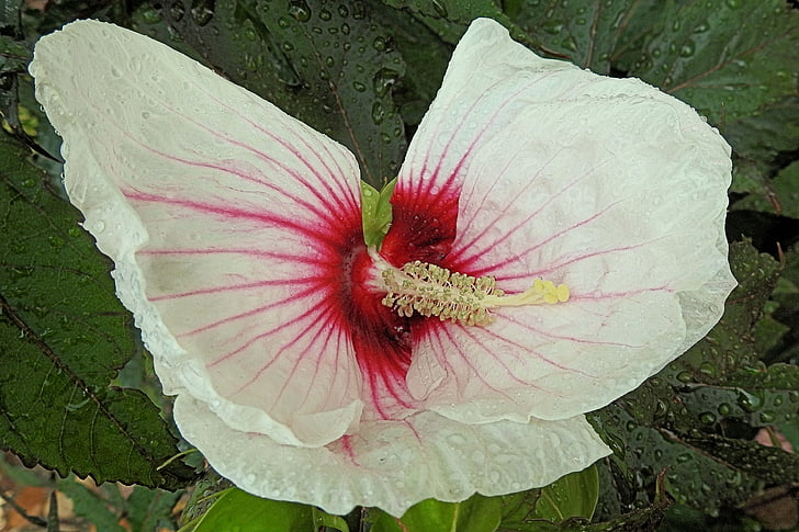 reuze hibiscus, regendruppel, Hibiscus, regen, Blossom, Bloom, Hibiscus bloem