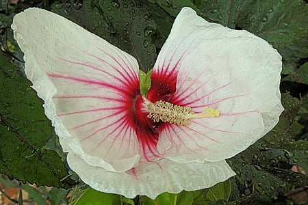 olbrzymi hibiskus, kropla deszczu, Hibiscus, deszcz, kwiat, Bloom, Kwiat hibiskusa