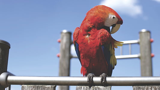 dyr, fuglen, fargerike, fargerike, papegøye, perched, en dyr