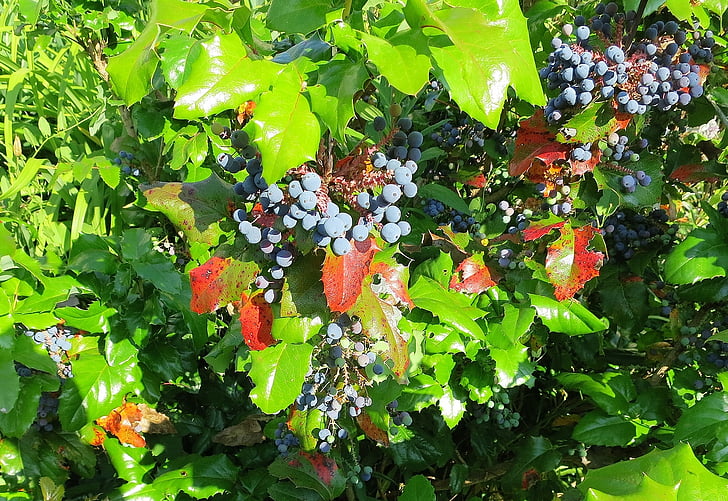 mahone, bush, berries, periwinkle, plant, green, nature