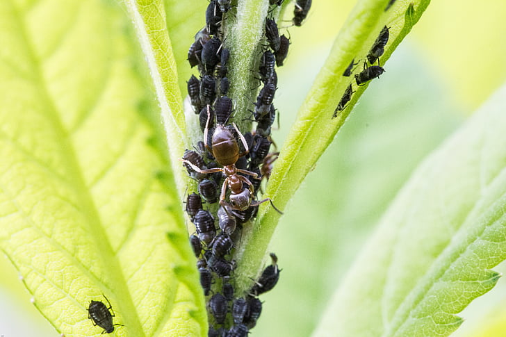 листни въшки, мравка, въшки, насекоми, макрос, листна въшка, заразяване с насекоми