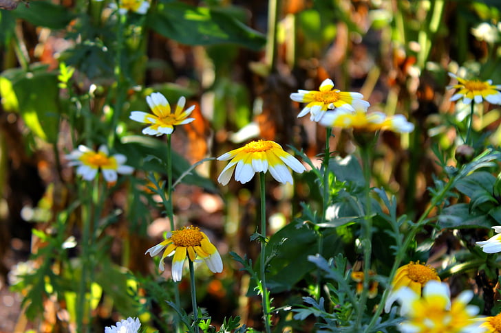 mùa thu, Daisy, bông hoa đẹp, thực vật, thực vật