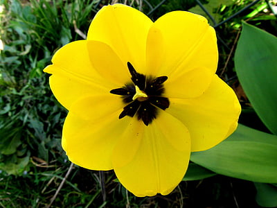 yellow tumor, open tulip, blossomed, flowers, open flower, tulip, nature