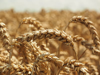pšenica, Spike, obilniny, zrno, pole, pšeničné polia, kukuričnom poli