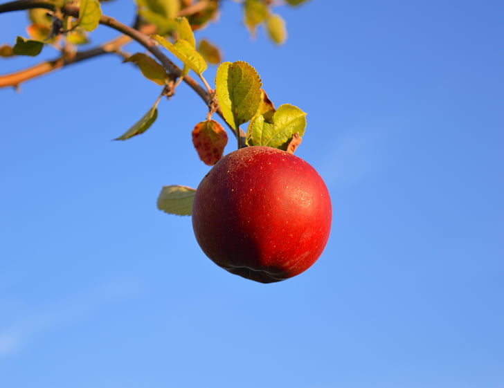 apple, red, red apple, fruit, ripe, branch, vitamins
