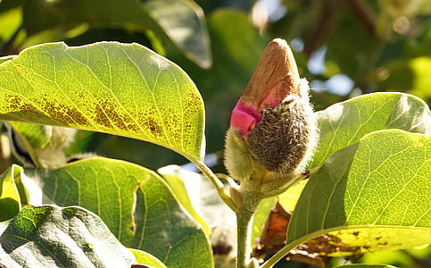 Magnolia, bud, copac Magnolia, magnoliengewaechs, plante, închide, plante ornamentale