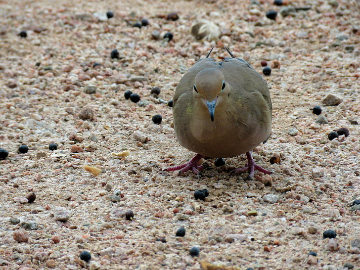 mourning dove, bird, dove, feathers, pebbles