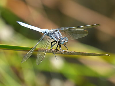 blå dragonfly, stammen, våtmarksområde, orthetrum cancellatum, Dragonfly, elven, insekt
