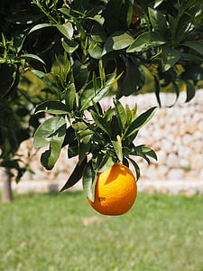orange, fruit, orange tree, citrus fruit, tree, periwinkle, citrus