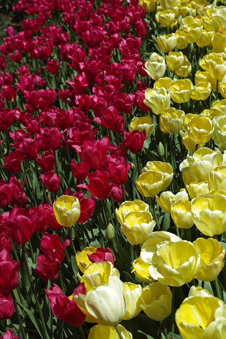 tulipes, fleur, fleurs, nature, rouge, plante, belle
