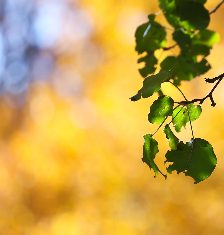 autumn, fall, leaves, pear tree, sunny, sun, gold