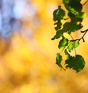 autunno, caduta, foglie, albero di pera, soleggiato, sole, oro