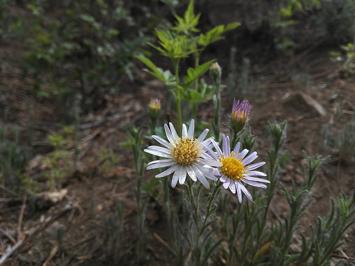 wild flowers, plant, lonely
