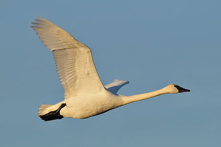 trumpeter swan, bird, wildlife, nature, waterfowl, wings, flying