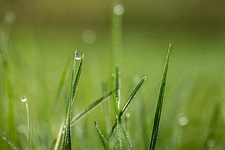 grass, drops, dew, nature, green, water, drop