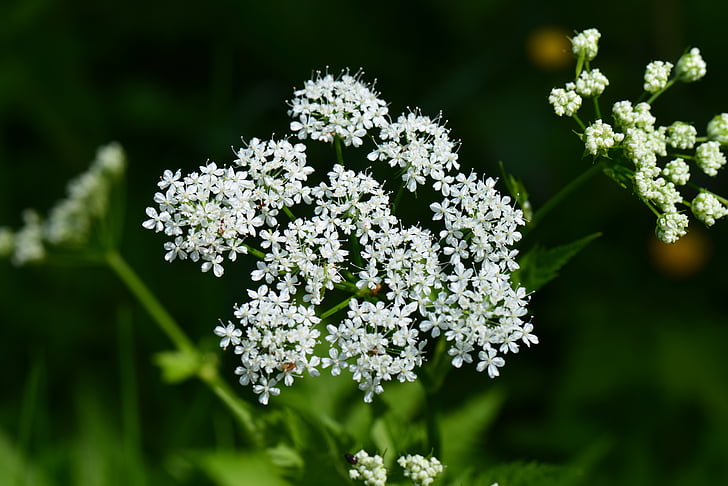 daudzgadīgs augs, baltas puķes, Ganguly, Podagras gārsa, umbel, dubultā doldiger putekšņu, wiesenholler