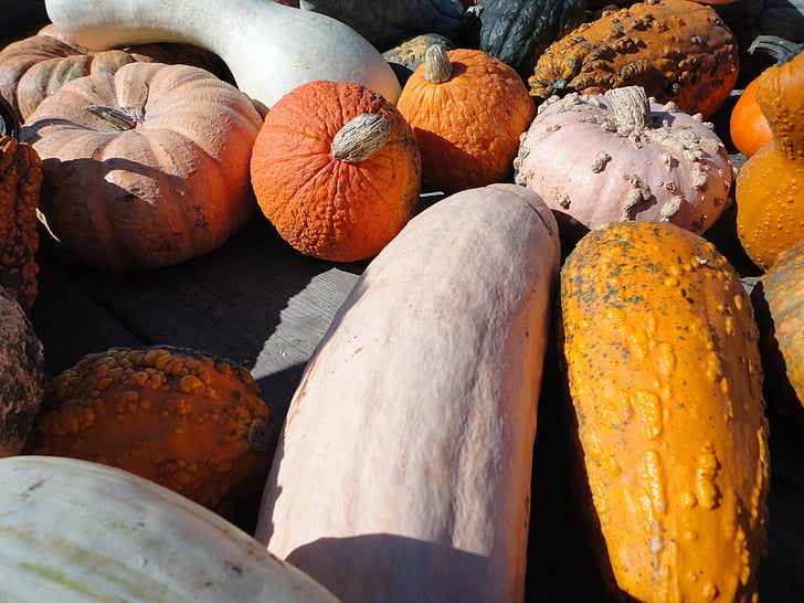 pumpkin, vegetables, autumn