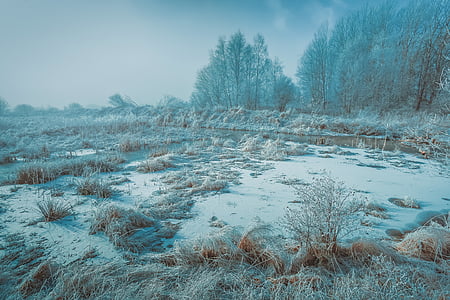 감기, 조 경, 자연, 강, 아름 다운, 눈, 나무