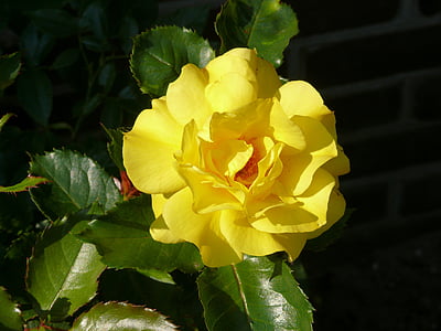 τριαντάφυλλο, Κίτρινο, λουλούδι, φυτό, πράσινα φύλλα