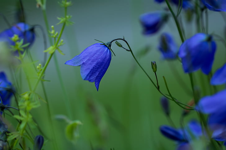 kārta glīvene bellflower, campanula rasene, puķe, zila, smailu zieds, daba, zieds