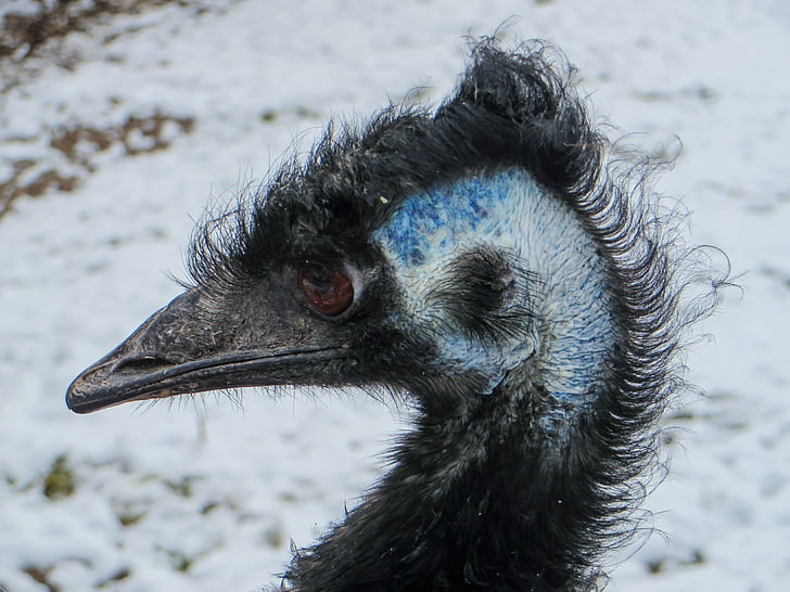 นก, emu, นกขมุกขมัว, เรียกเก็บเงิน, หัว, ปิด, emu ขนาดใหญ่