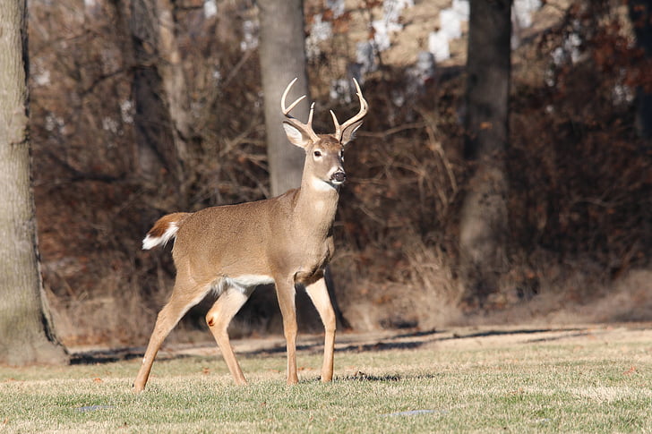 deer, buck, wildlife, animal, nature, male, whitetail