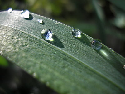 green, grass, drops, nature, plant, rain, macro