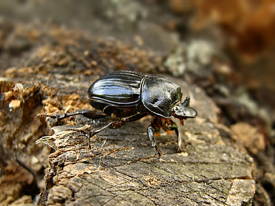 beetle, tree, black, insects