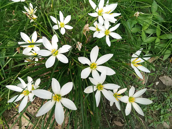 Magnolie, Park, Potpourri, Blüte, Natur, weiße Blütenblätter