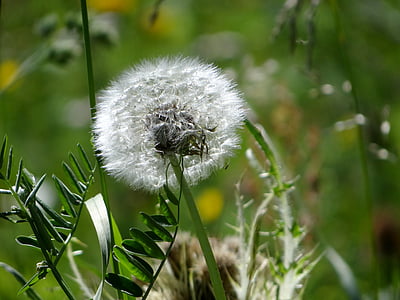 dandelion, flower, nature, plant, pointed flower, flying seeds