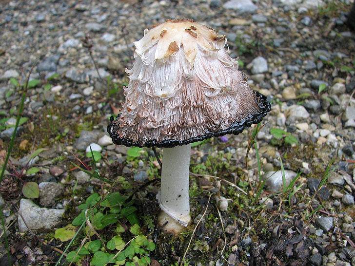 autumn, mushroom, nature