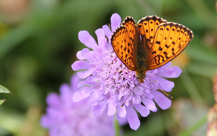 brązowy wypryskami matka perła motyl, Motyl, Dziki kwiat, owad