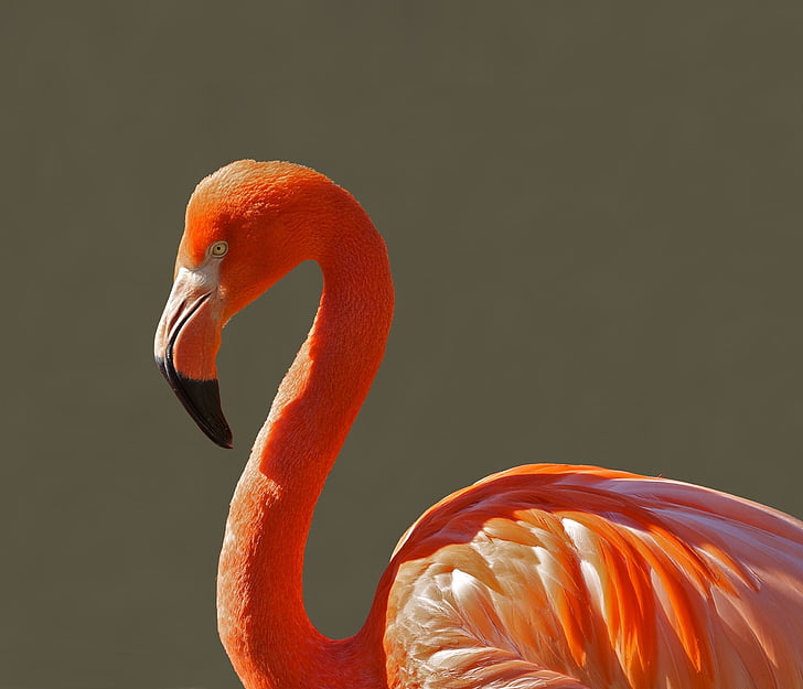 Gamta, oranžinė, flamingas, paukštis, rožinė, atogrąžų, spalva