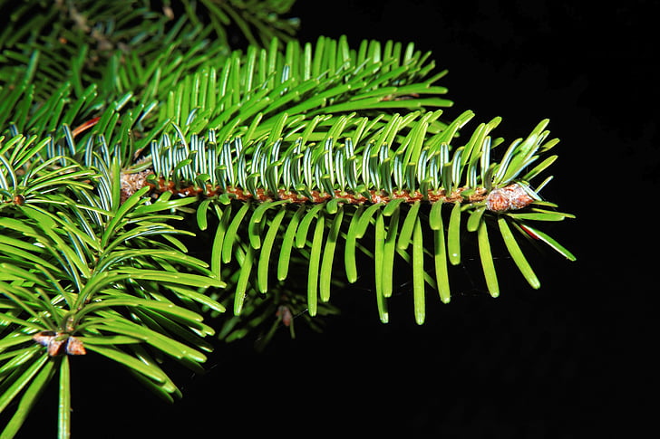 tannenzweig, needles, green, fir, branch, periwinkle, pine-like