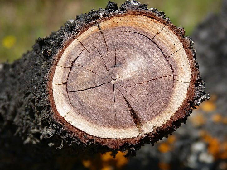 Mandľový strom, prierez, drevo, krúžky, vek, sekcia, kufor