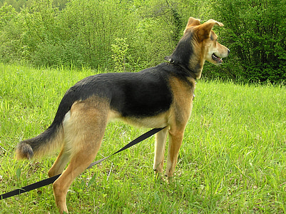pes, hybridní, Pancho, Schäfer pes, Domácí zvířata, psi, zvíře