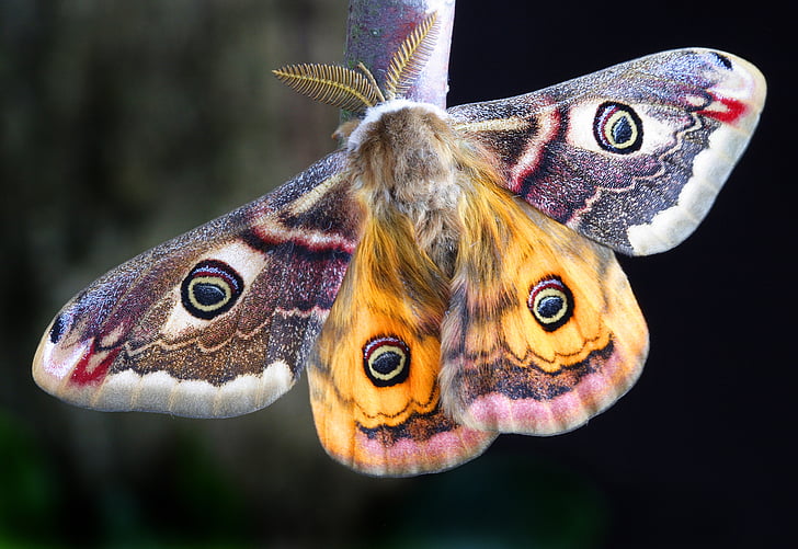 Moth, insekt, Lepidoptera, Storbritannien, makro, ett djur, fisk