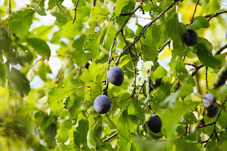 blommer, Plum tree, høst, moden, frugttræ, frugt, vitaminer