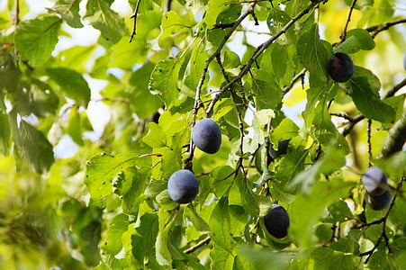 prunes, prunier, moisson, mûres, arbre fruitier, fruits, vitamines