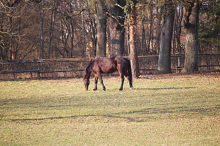 horse, coupling, pasture, graze