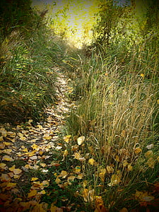 cesta, Les, Příroda, vegetace, listy, podzim, chůze