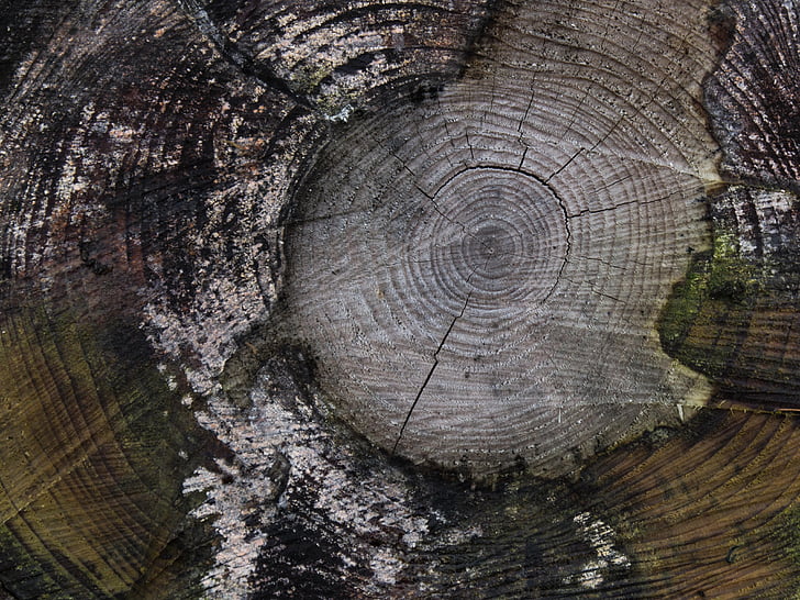 tree, butt, cutting down, cut down, abstract, tree stump, nature
