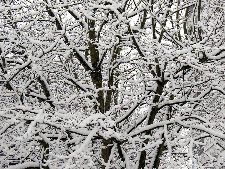 zimné, sneh, strom, zasnežené, mrazivé, zimné kúzlo, sneh magic