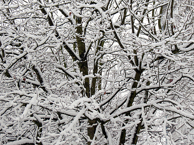 inverno, neve, albero, nevoso, invernale, magia d'inverno, magia della neve