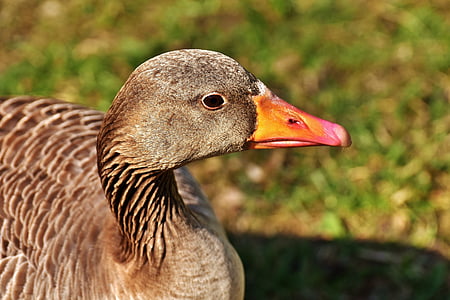 goose, water bird, poultry, greylag goose, animal, feather, waterfowl