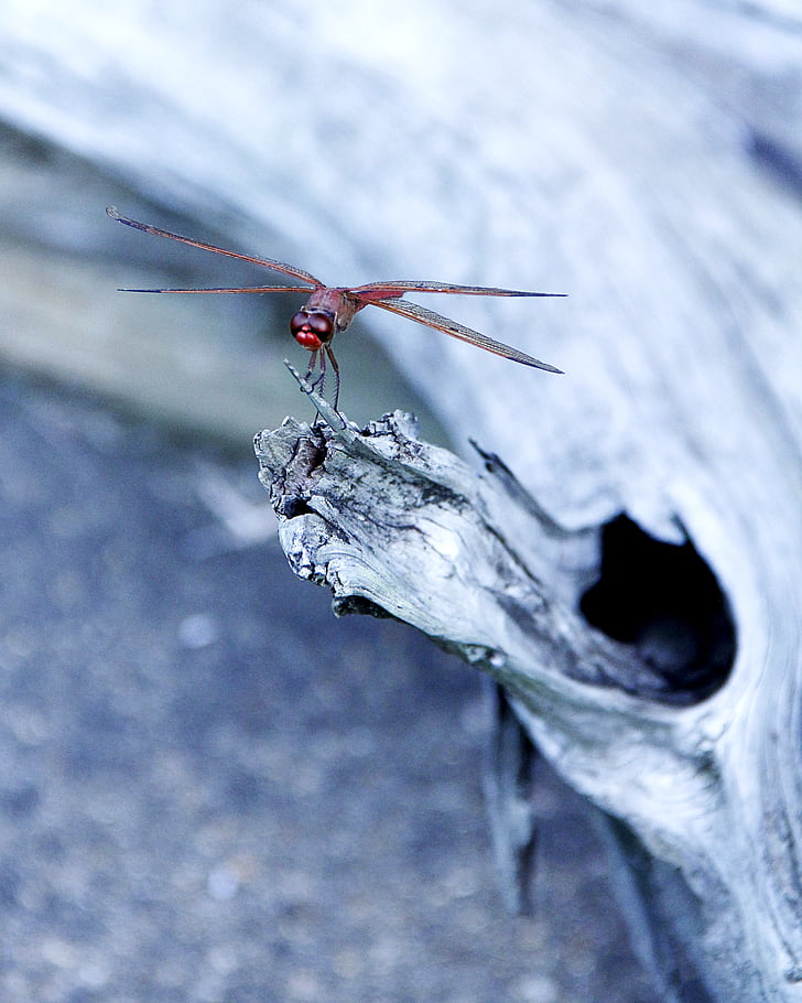 Dragonfly, insekt, bug, natur, close-up, rød